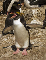 Macaroni Penguin